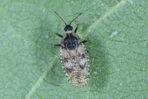 Dictyla echii